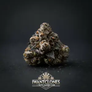 Freshly rooted AJ Sour Diesel sativa cannabis clone from I Want Clones