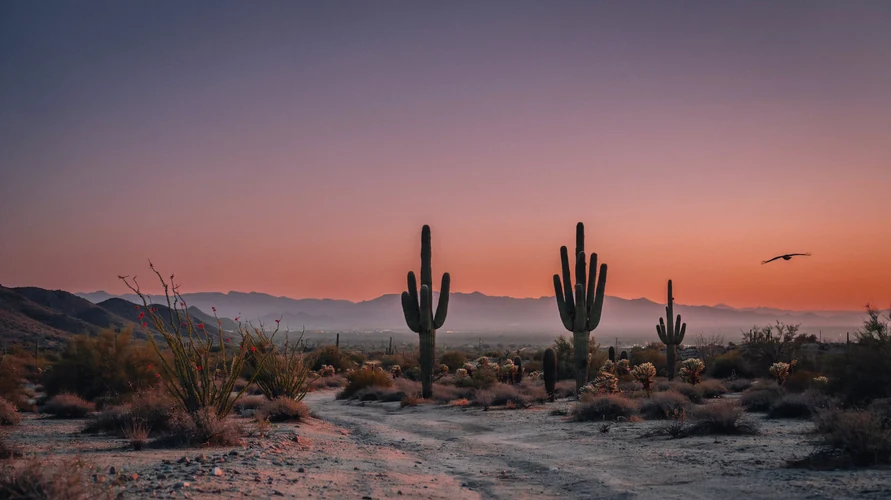 Arizona landscape - buy cannabis clones in Arizona