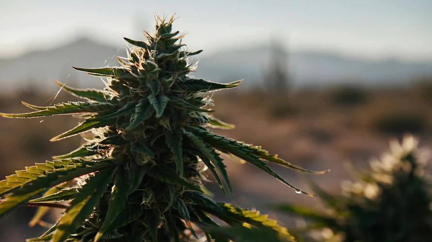 Cannabis flower close-up - Arizona genetics