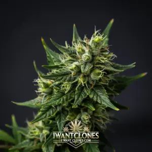 Freshly rooted Black Cherry Gelato indica cannabis clone from I Want Clones