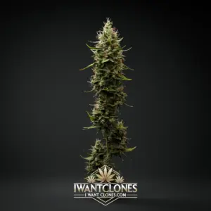 Freshly rooted Black Maple indica cannabis clone from I Want Clones
