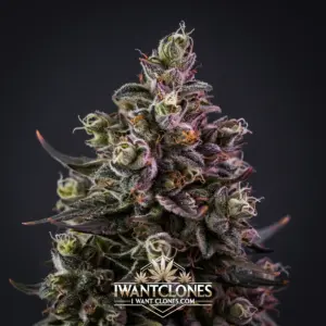 Freshly rooted Blockberry indica cannabis clone from I Want Clones