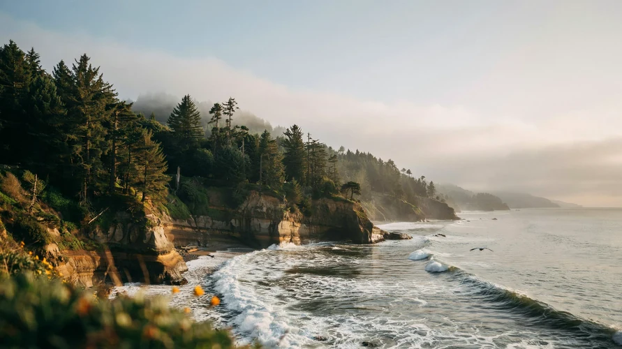 California landscape - buy cannabis clones in California