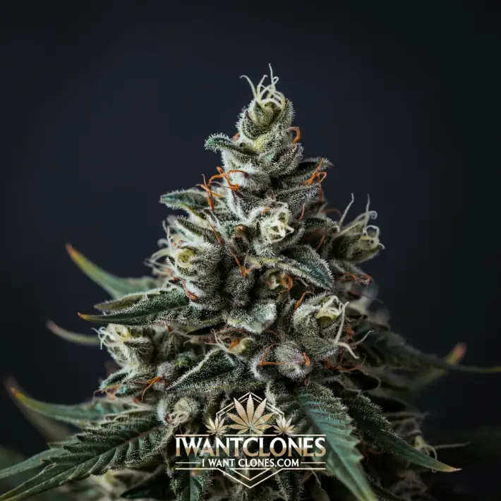 Freshly rooted Cap Junky hybrid cannabis clone from I Want Clones