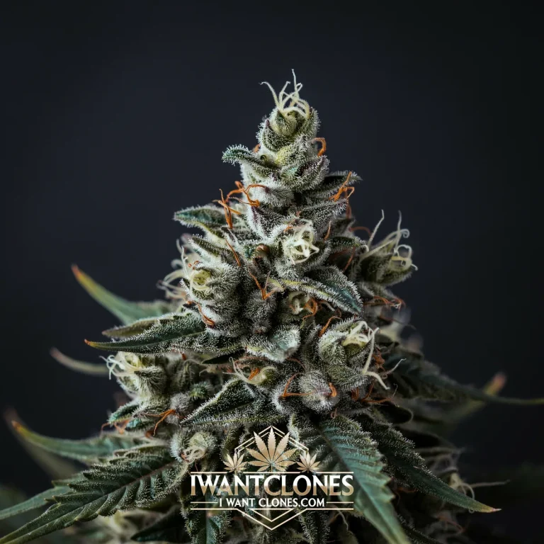 Freshly rooted Cap Junky hybrid cannabis clone from I Want Clones