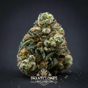 Freshly rooted Cheese Brightside Cut indica cannabis clone from I Want Clones