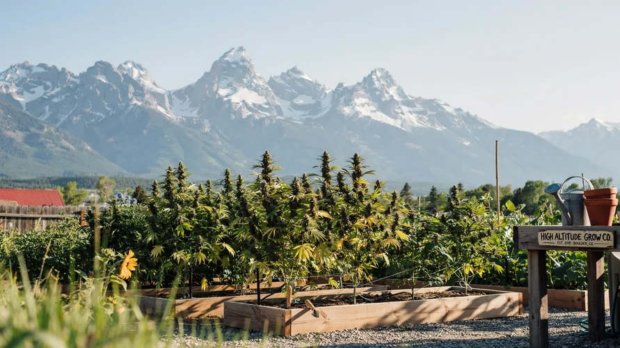 Outdoor cannabis garden in Colorado