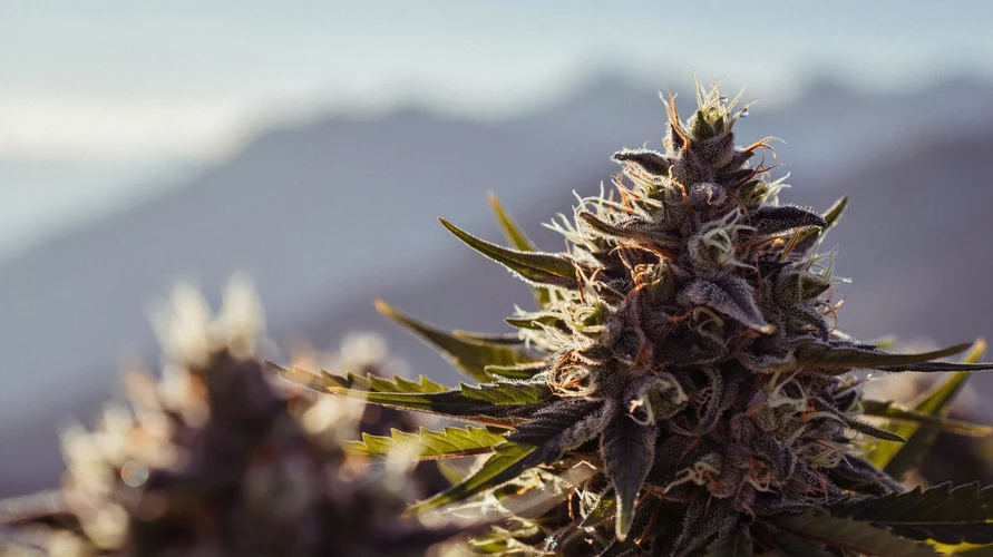 Cannabis flower close-up - Colorado genetics