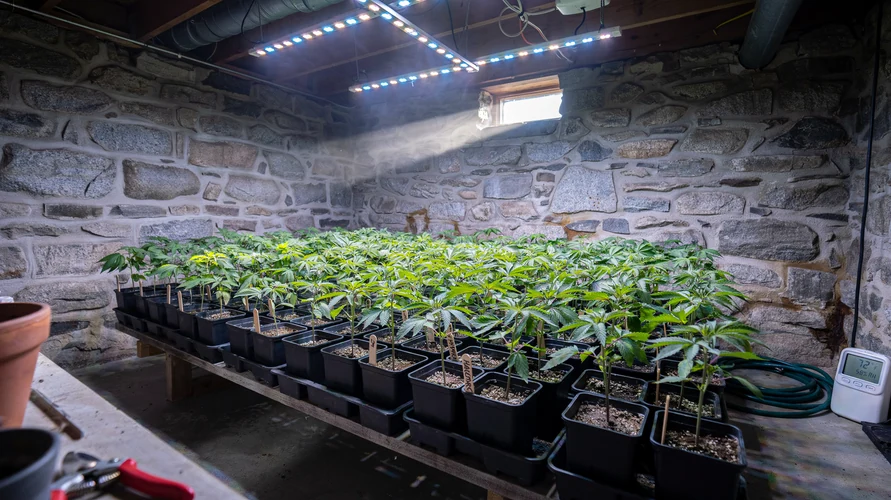 Indoor cannabis grow setup in Connecticut