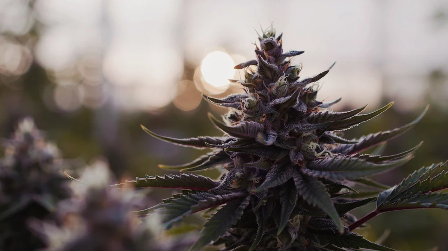 Cannabis flower close-up - Connecticut genetics