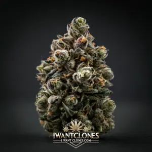 Freshly rooted Cookies and Cream indica cannabis clone from I Want Clones