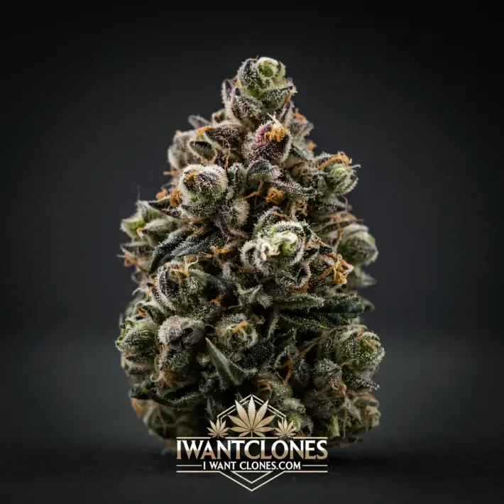 Freshly rooted Cookies and Cream indica cannabis clone from I Want Clones
