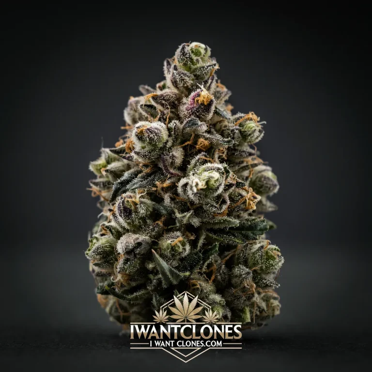 Freshly rooted Cookies and Cream indica cannabis clone from I Want Clones