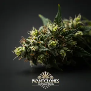 Freshly rooted East Coast Sour Diesel sativa cannabis clone from I Want Clones