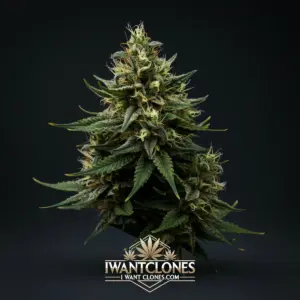 Freshly rooted Garlic Breath indica cannabis clone from I Want Clones