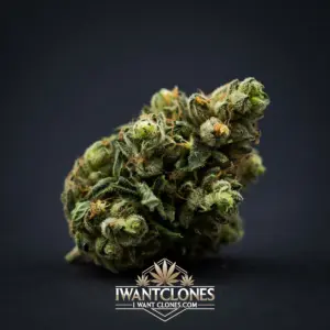 Freshly rooted Gazzurple indica cannabis clone from I Want Clones