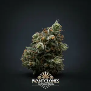 Freshly rooted Gorilla Glue #4 indica cannabis clone from I Want Clones