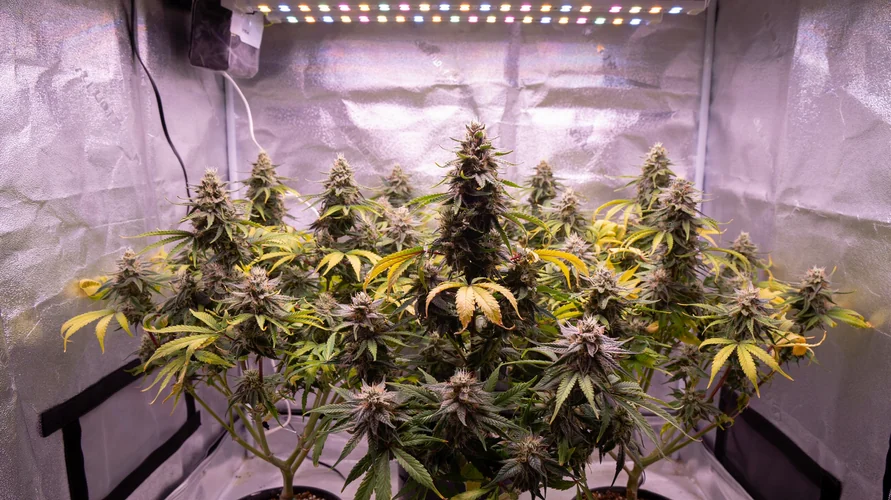 Cannabis clone package delivery in Hawaii