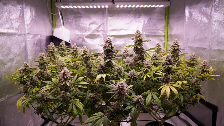 Indoor cannabis grow setup in Idaho