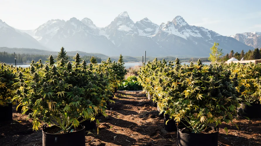 Outdoor cannabis garden in Idaho