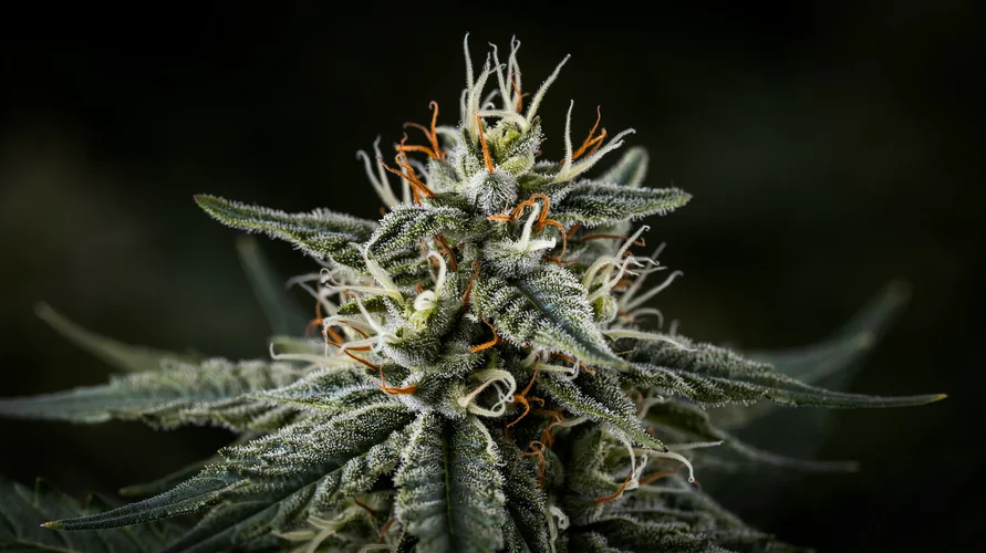 Cannabis flower close-up - Idaho genetics