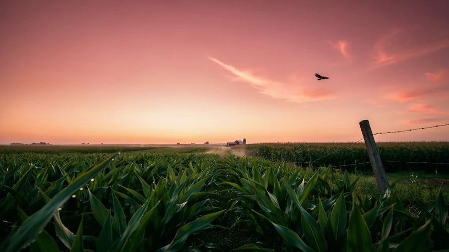 Illinois landscape - buy cannabis clones in Illinois