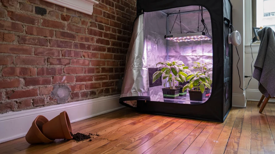 Indoor cannabis grow setup in Illinois