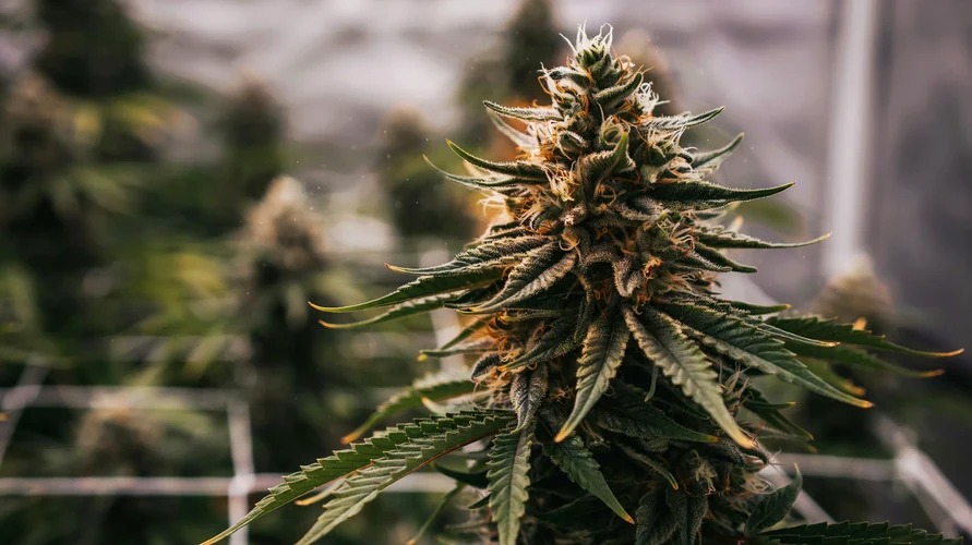 Cannabis flower close-up - Illinois genetics