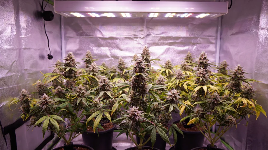 Indoor cannabis grow setup in Indiana