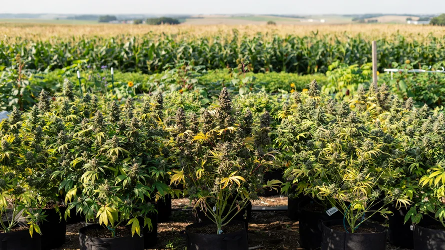 Outdoor cannabis garden in Indiana