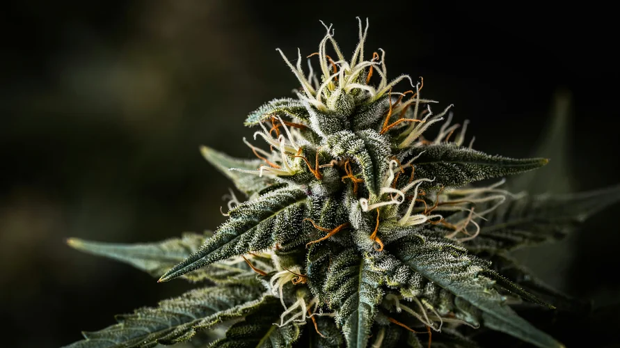 Cannabis flower close-up - Indiana genetics