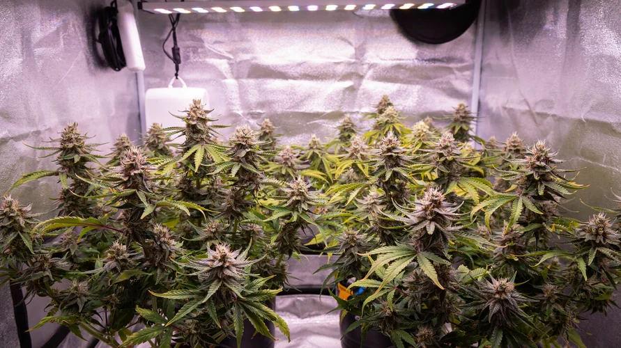 Indoor cannabis grow setup in Kansas