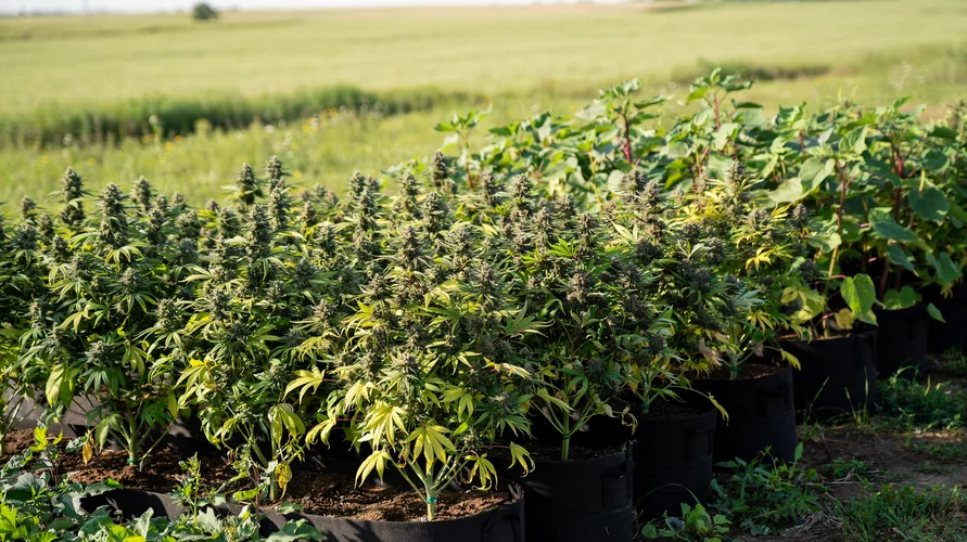 Outdoor cannabis garden in Kansas