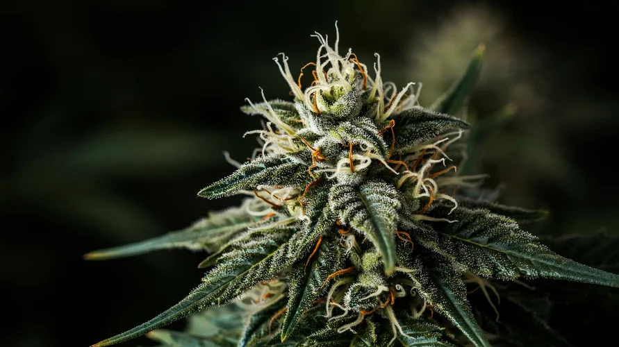 Cannabis flower close-up - Kansas genetics