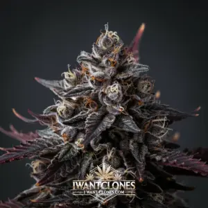 Freshly rooted Lemon Lime Soda sativa cannabis clone from I Want Clones