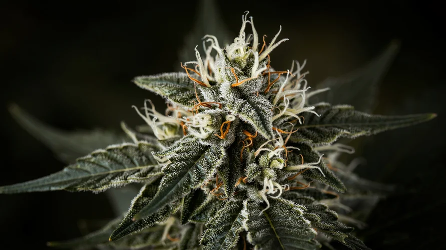Outdoor cannabis garden in Louisiana
