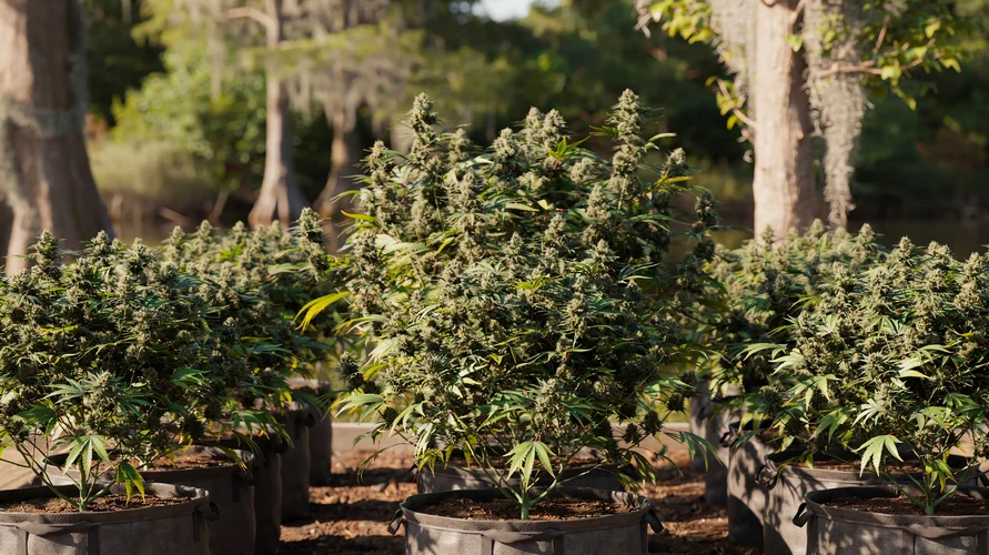 Cannabis flower close-up - Louisiana genetics