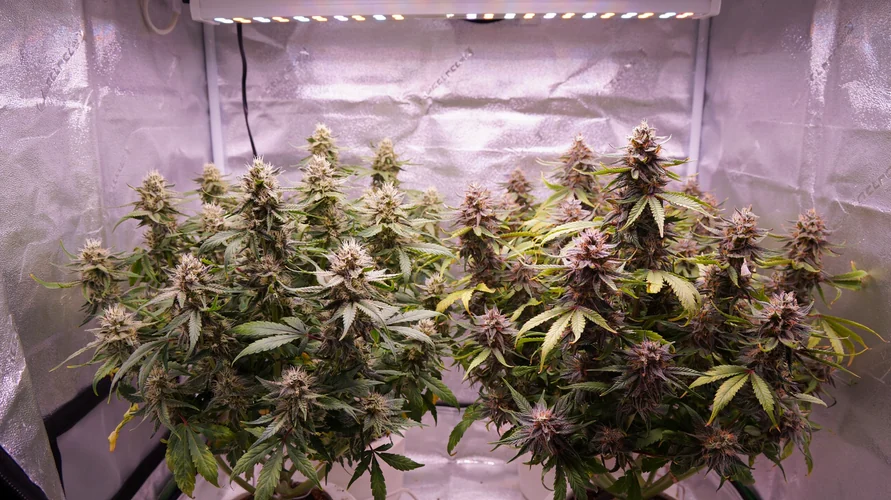 Cannabis clone package delivery in Louisiana