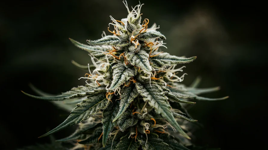Outdoor cannabis garden in Maine