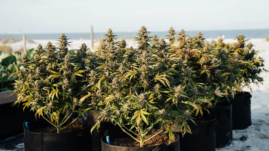 Cannabis flower close-up - Maine genetics