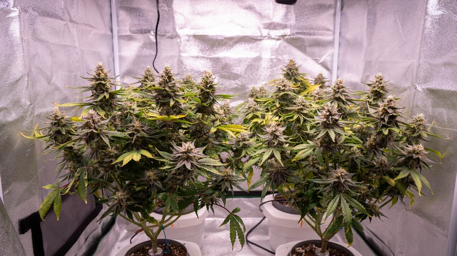 Cannabis clone package delivery in Maine