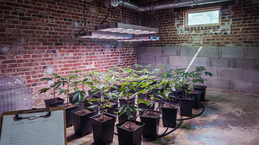 Indoor cannabis grow setup in Maryland