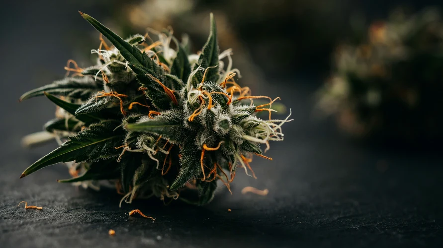 Cannabis flower close-up - Maryland genetics