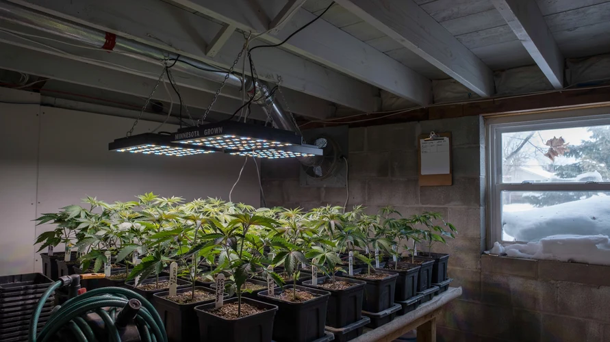 Indoor cannabis grow setup in Minnesota