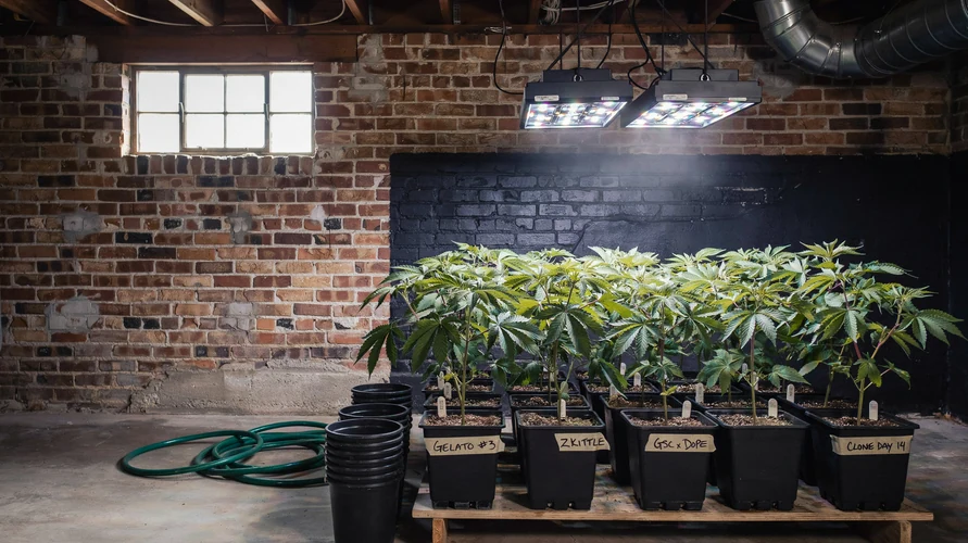 Indoor cannabis grow setup in Missouri