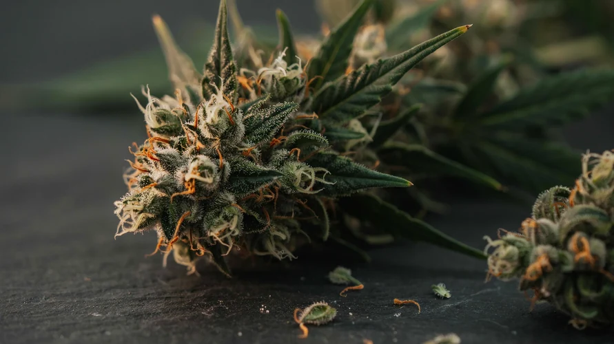 Cannabis flower close-up - Missouri genetics
