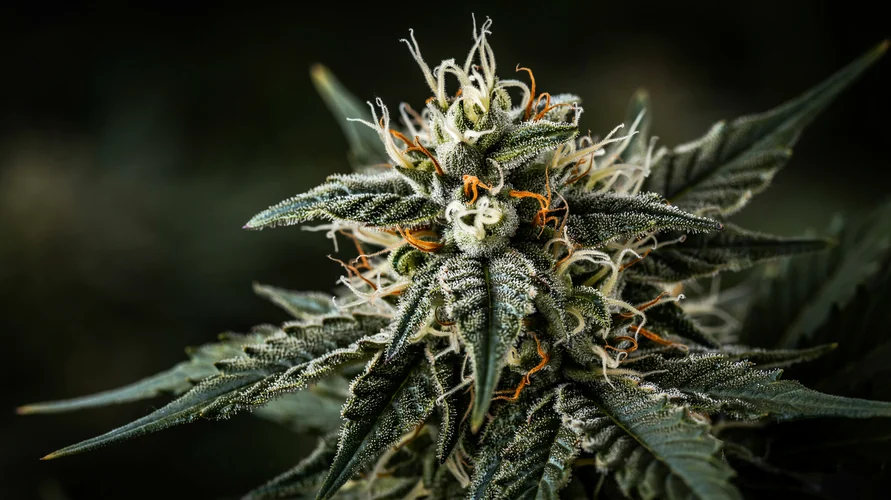 Outdoor cannabis garden in Montana