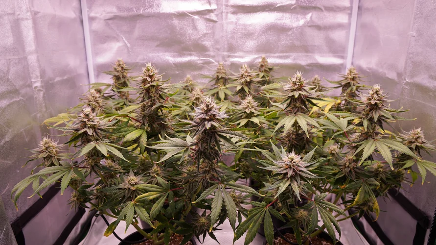 Cannabis clone package delivery in Montana