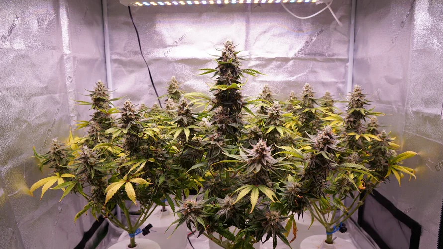 Cannabis clone package delivery in Nebraska