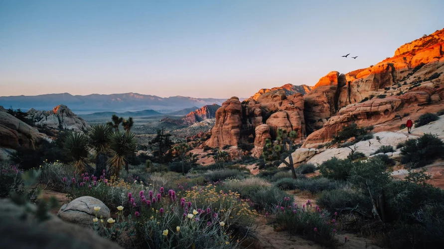 Nevada landscape - buy cannabis clones in Nevada